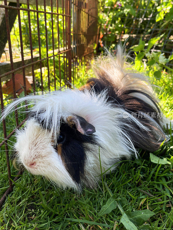 三色秘鲁豚鼠(Cavia porcellus)的特写图像，长毛姜，黑色和白色的豚鼠在铁丝网金属跑在草坪在阳光下